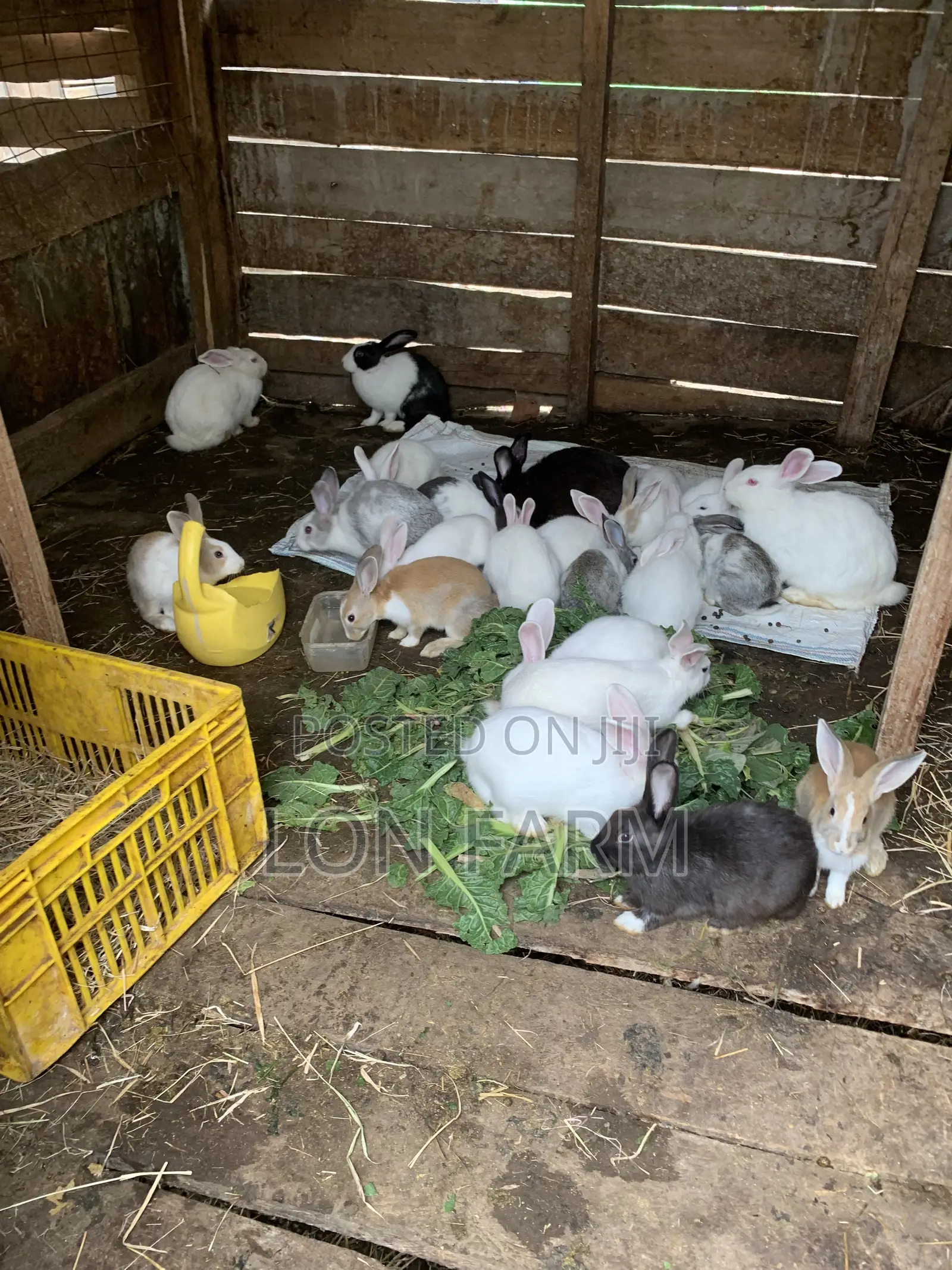 New Zealand White, Dutch, Chinchillas, Havana , California White,