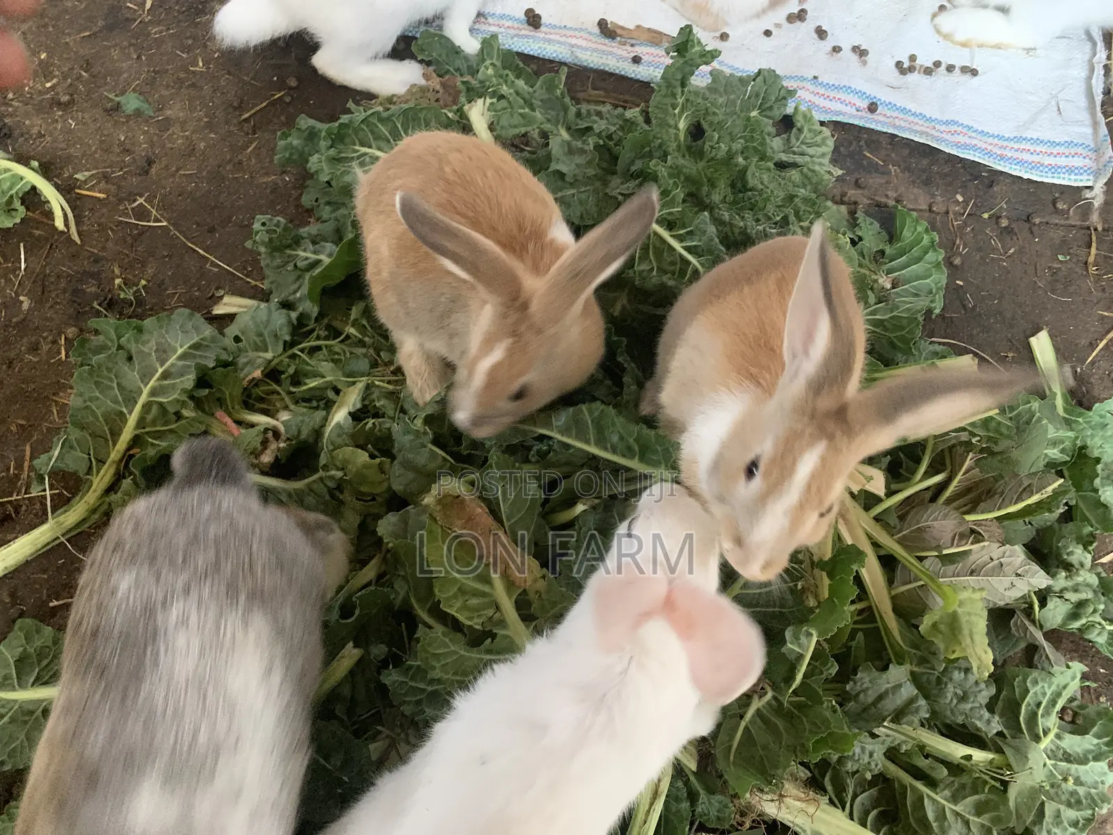 New Zealand White, Dutch, Chinchillas, Havana , California White,