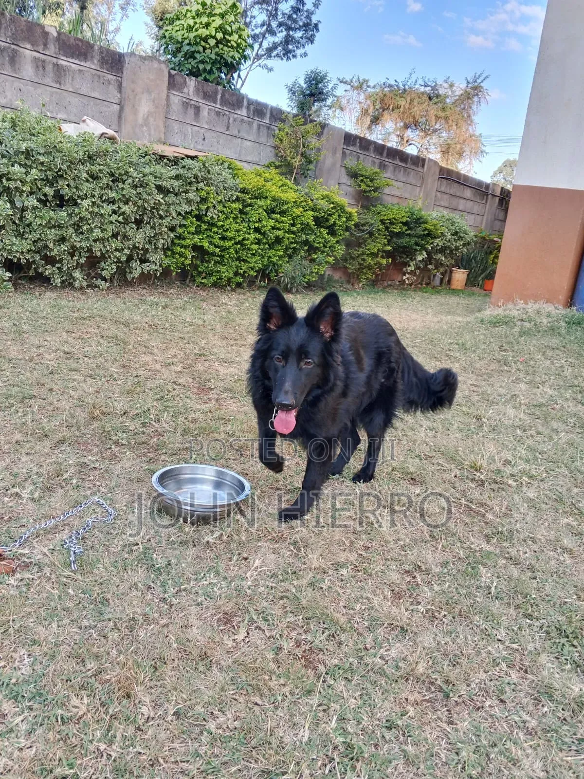 6-12 months Female Purebred German Shepherd
