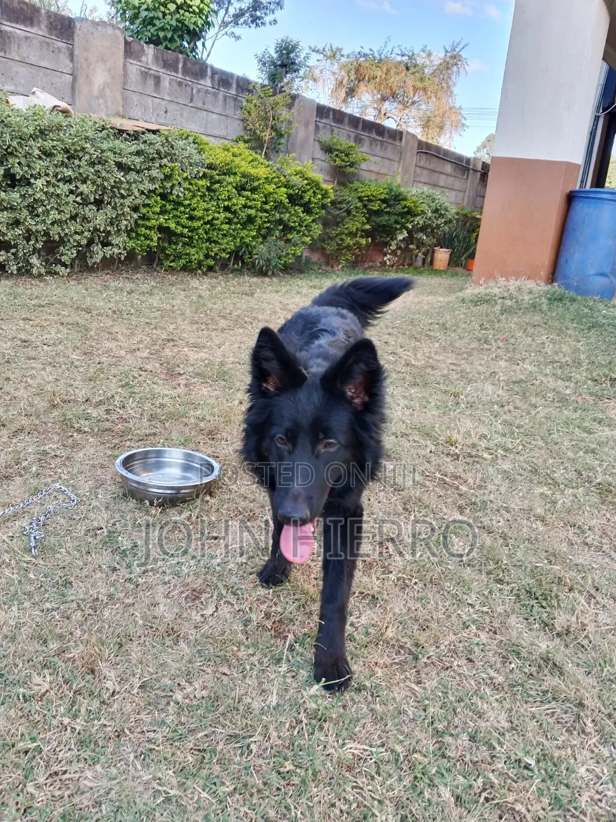 6-12 months Female Purebred German Shepherd