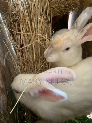 New Zealand White, Chinchillas, California White, Dutch, Palamino