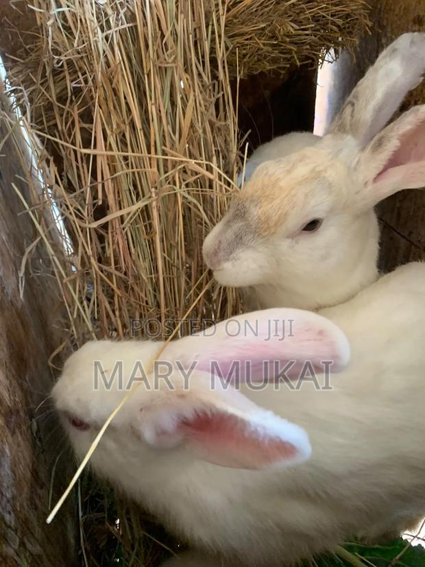Best Quality Rabbits