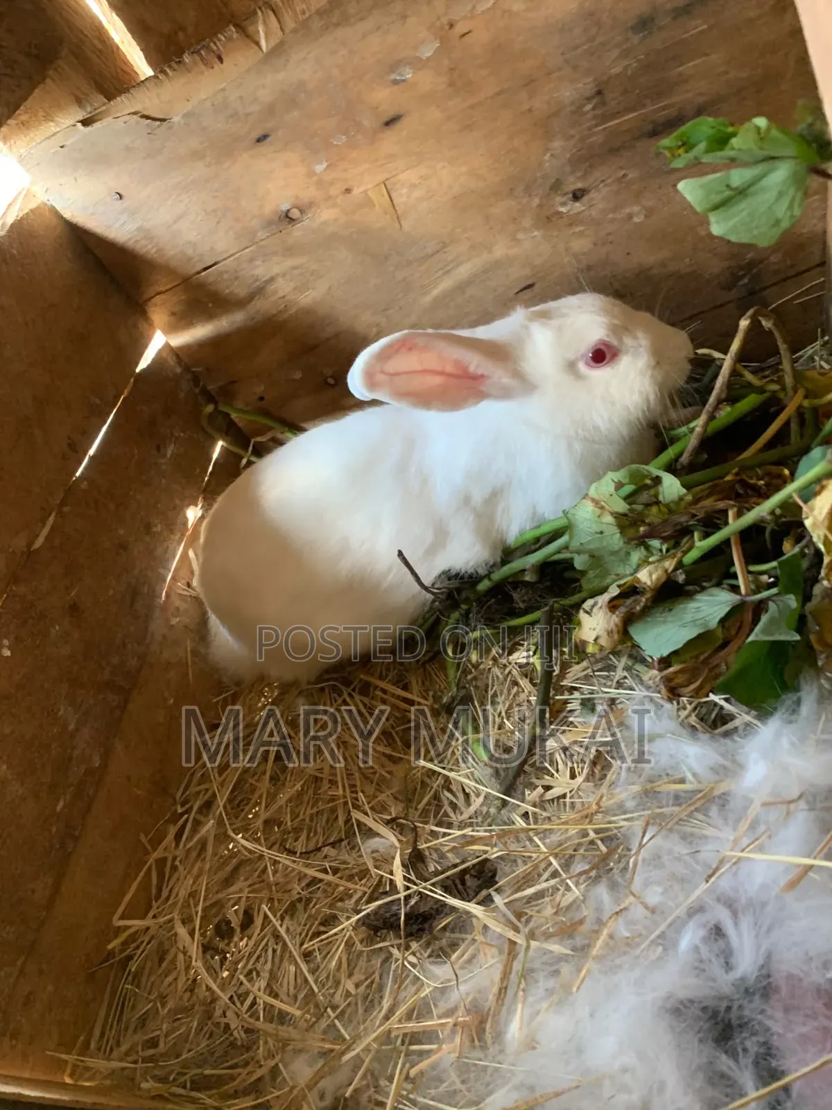 New Zealand White, Chinchillas, California White, Dutch, Palamino