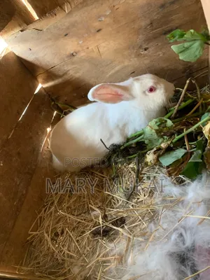 New Zealand White, Chinchillas, California White, Dutch, Palamino