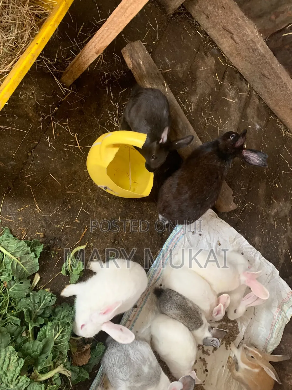 New Zealand White, Chinchillas, California White, Dutch, Palamino