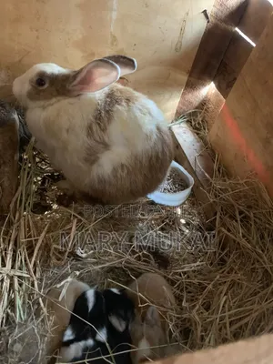 New Zealand White, Chinchillas, California White, Dutch, Palamino