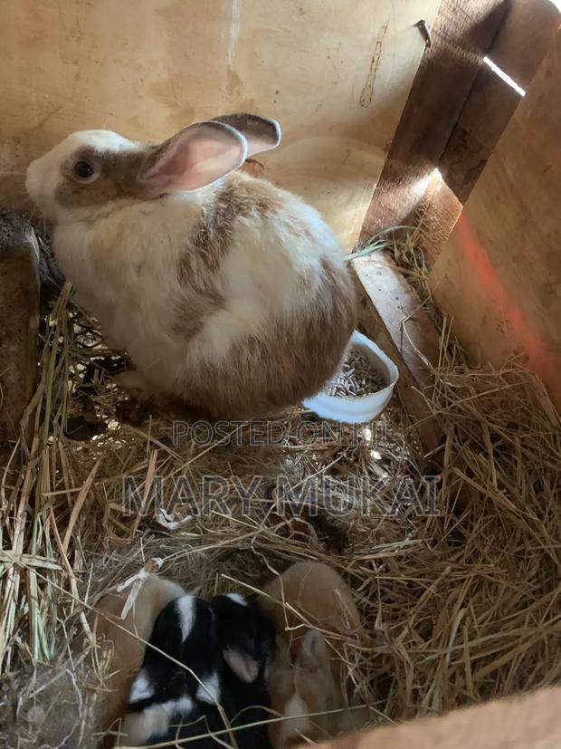 Best Quality Rabbits - thumbnail 4