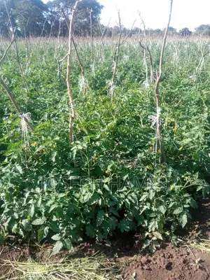 150 Acres of Land at Loitokitok Rombo Ready Title Deed