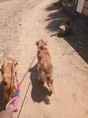 1+ year Female Purebred Golden Retriever
