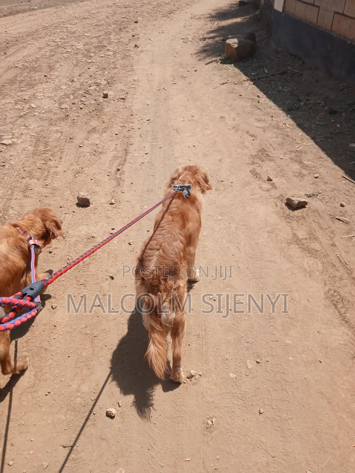 1+ year Female Purebred Golden Retriever
