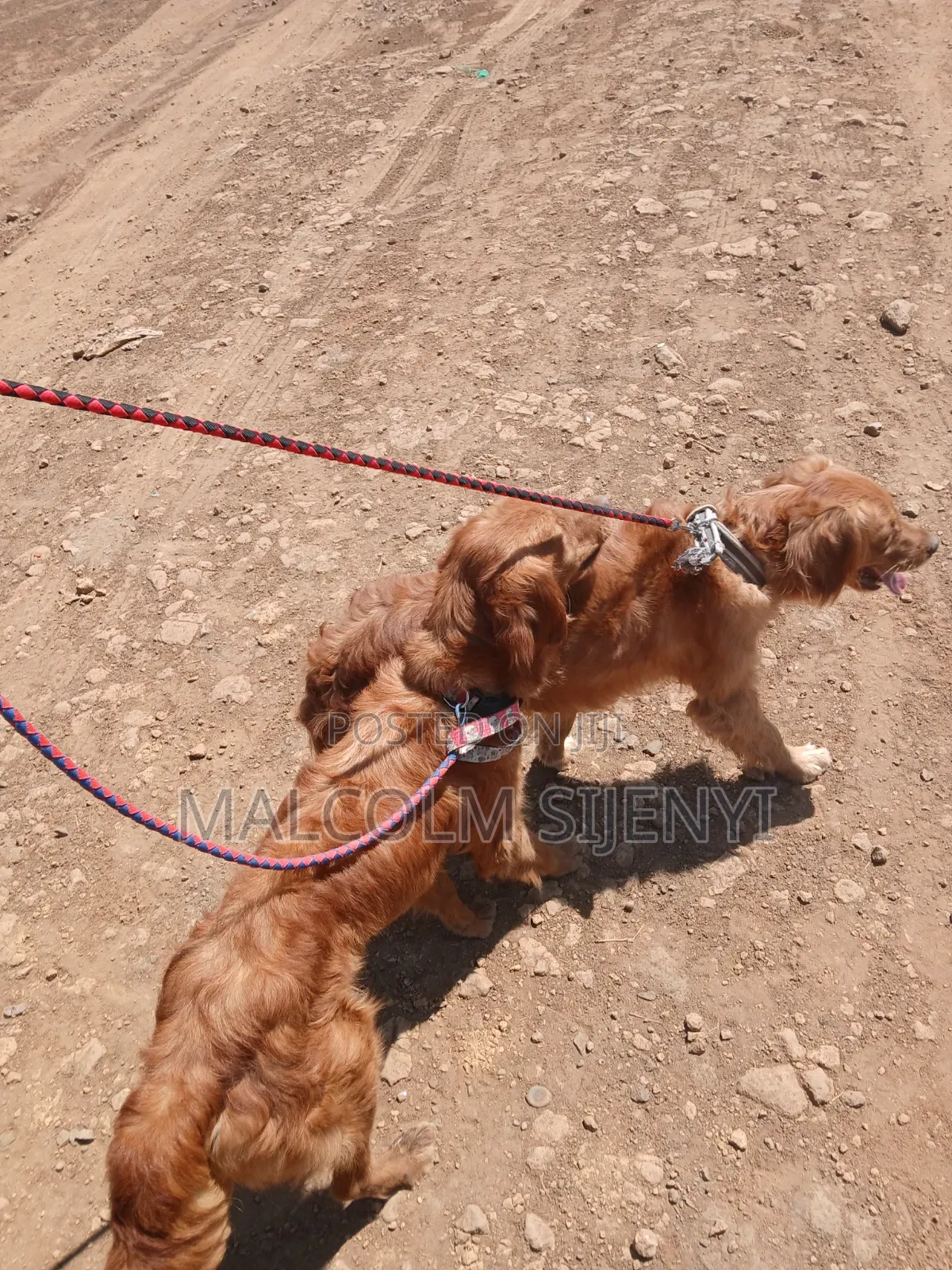 1+ year Female Purebred Golden Retriever