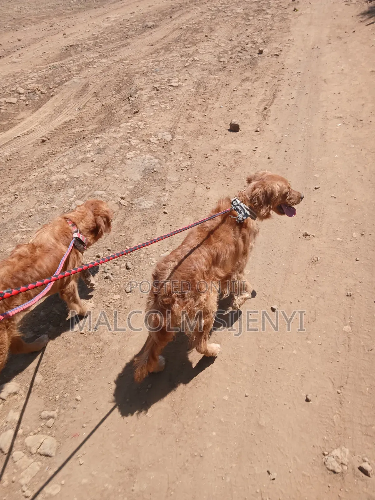 1+ year Female Purebred Golden Retriever