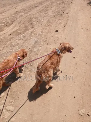 1+ year Female Purebred Golden Retriever