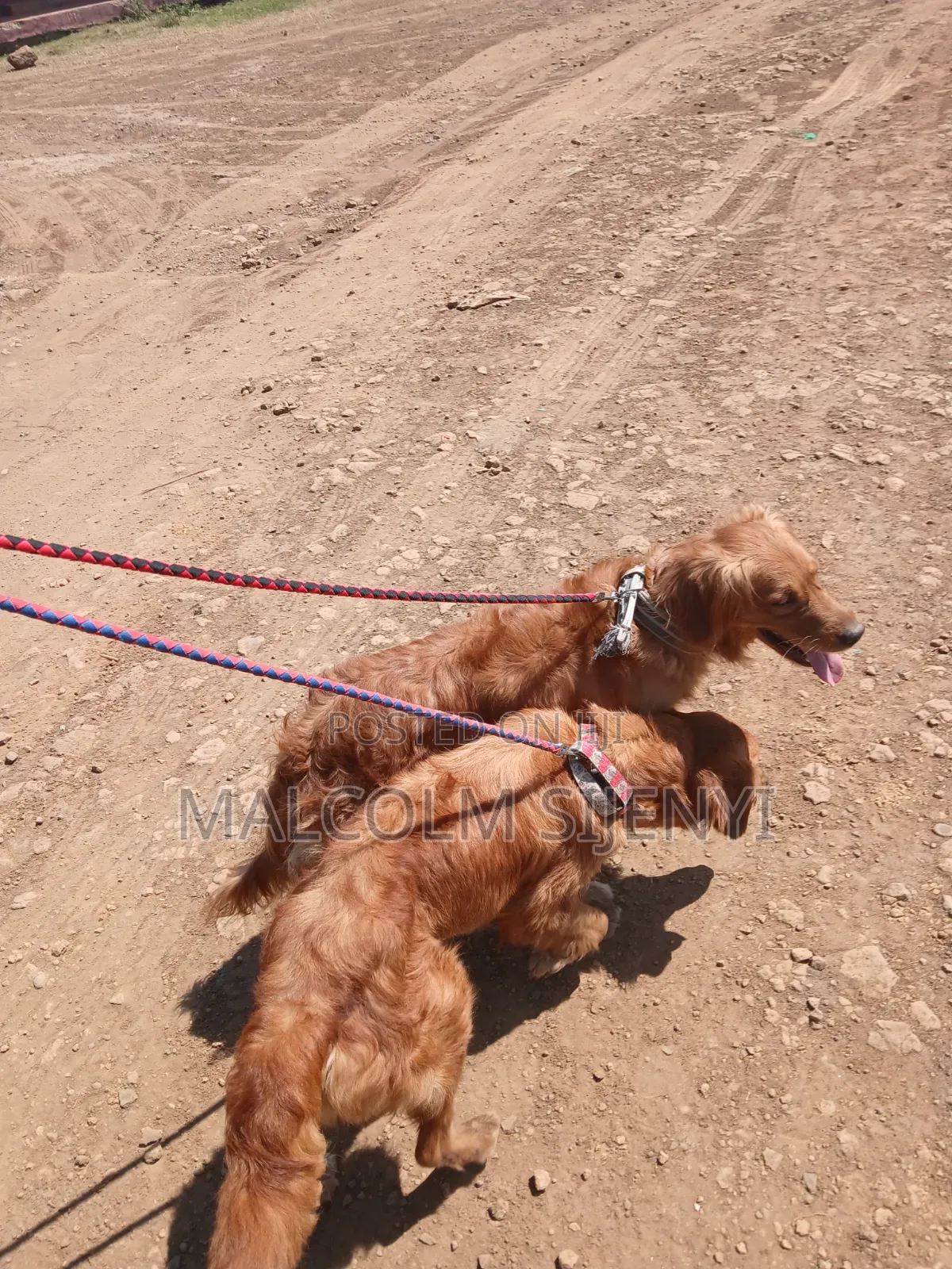 1+ year Female Purebred Golden Retriever