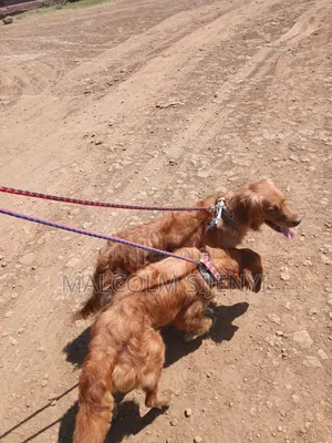 1+ year Female Purebred Golden Retriever