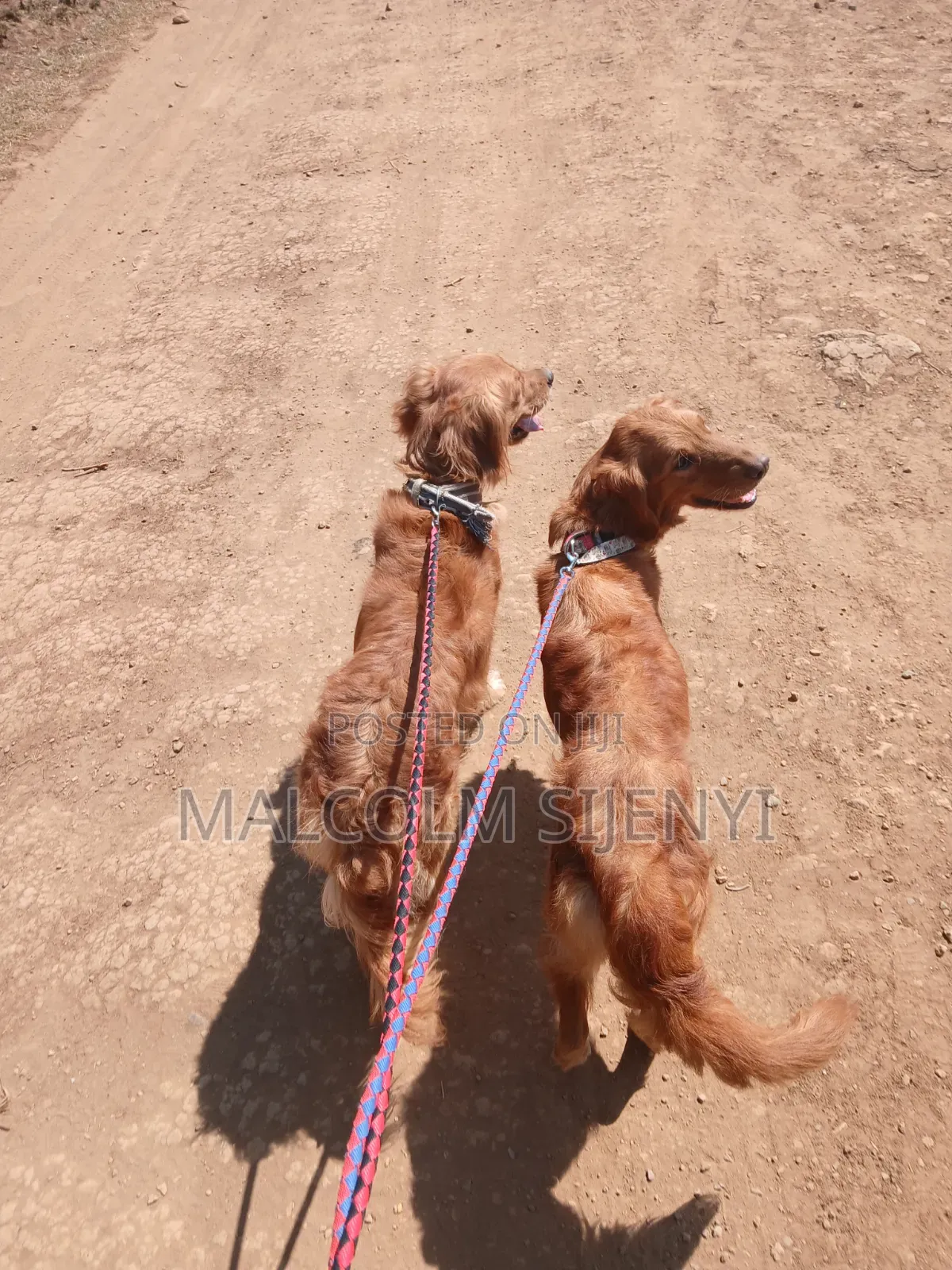 1+ year Female Purebred Golden Retriever