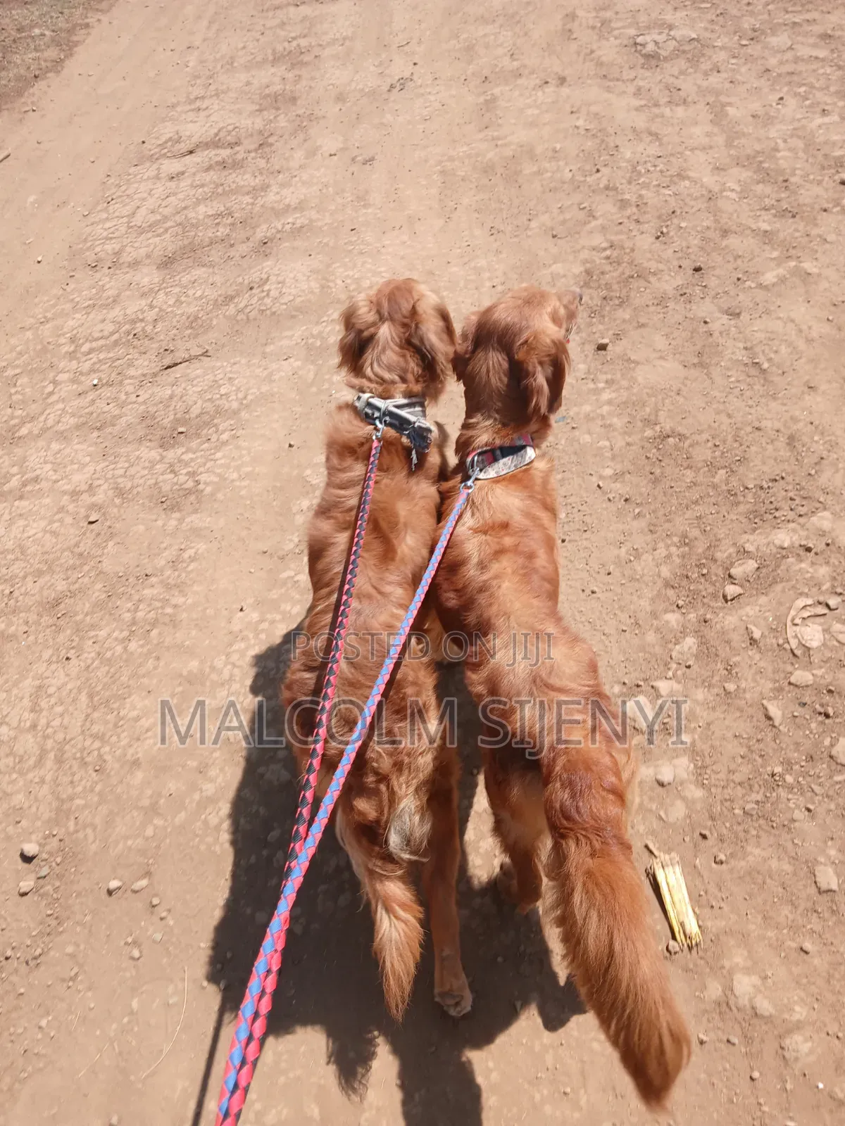 1+ year Female Purebred Golden Retriever