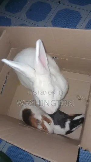 Matured Rabbit
