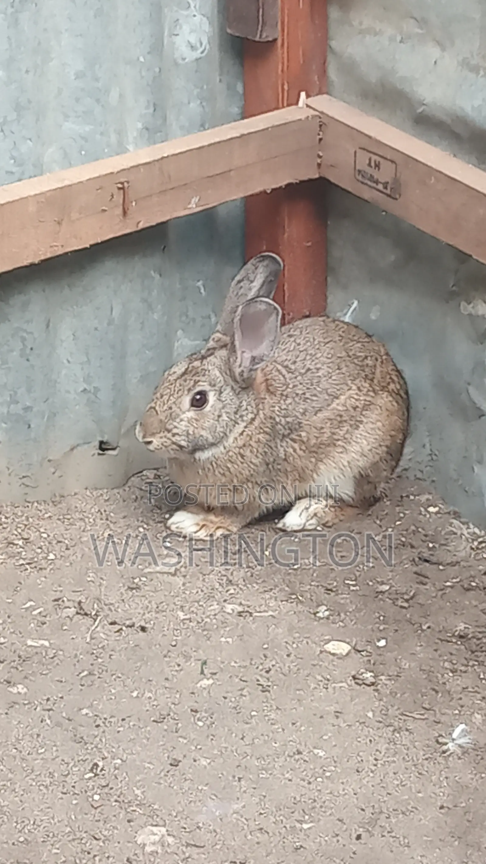 Matured Rabbit