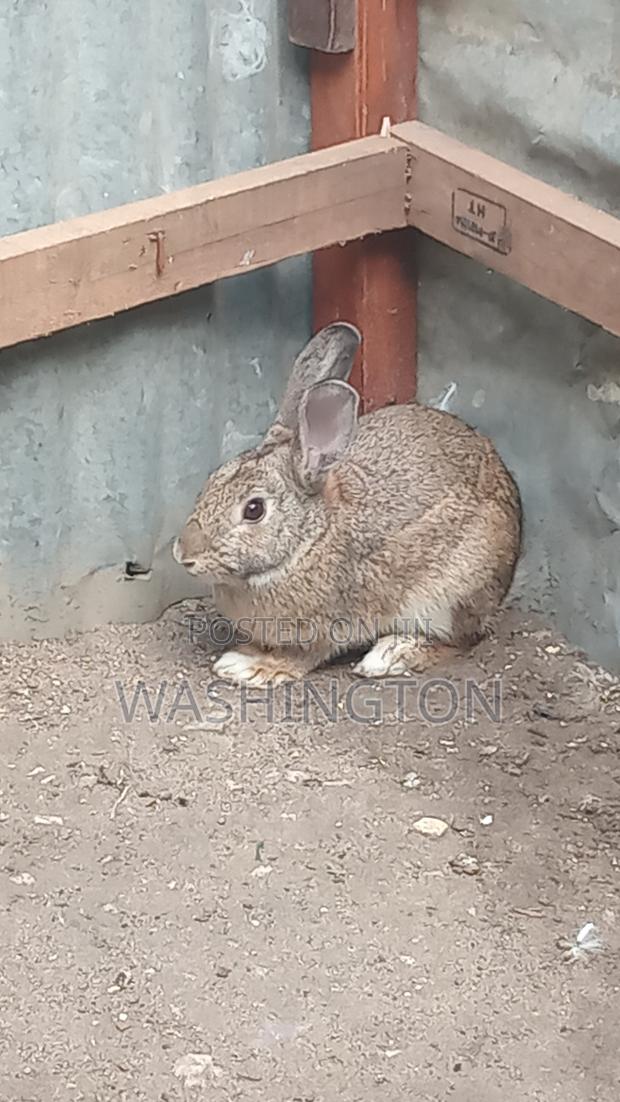 Matured Rabbit - main view