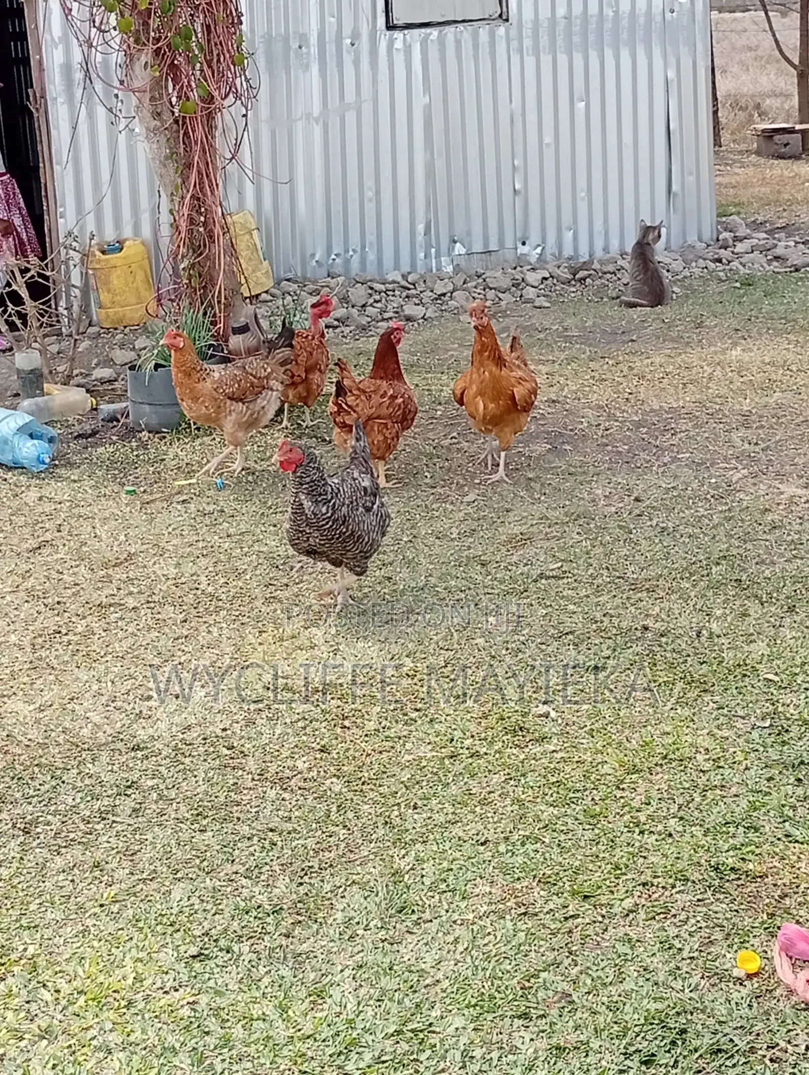 Kuku Kienyeji for Sale