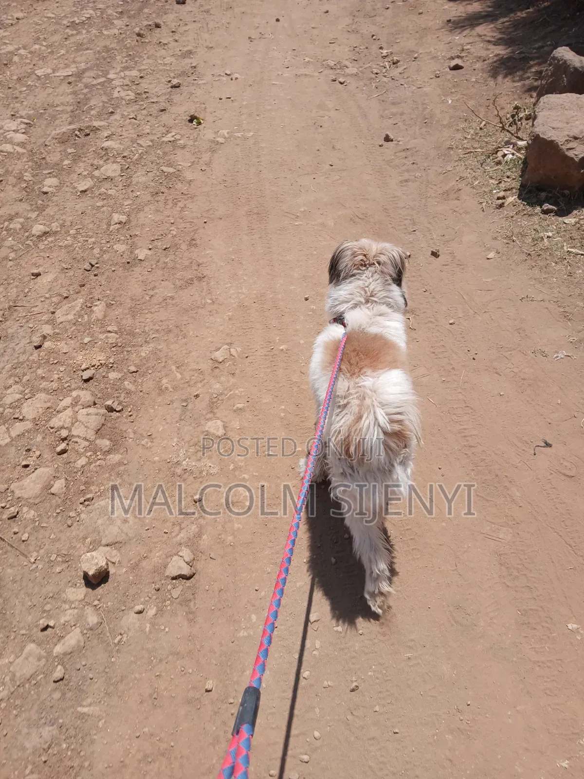 1+ year Male Purebred Maltese