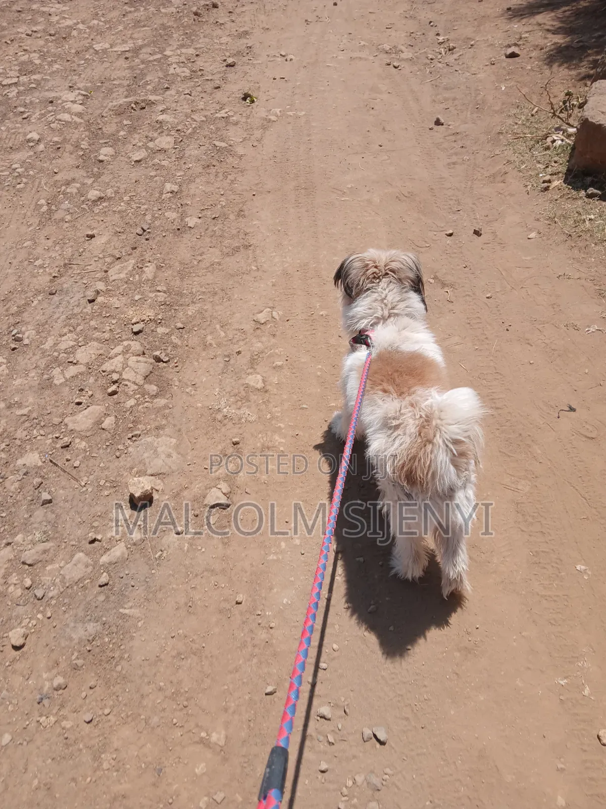 1+ year Male Purebred Maltese