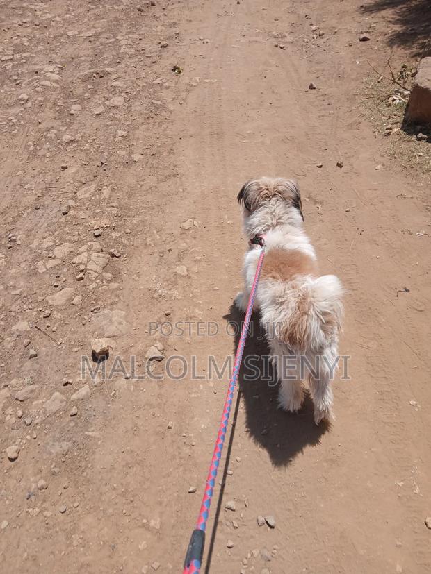 1+ year Male Purebred Maltese - thumbnail 2