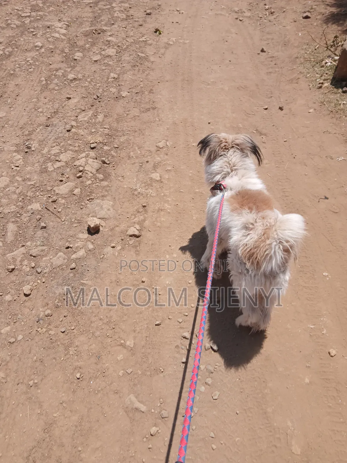 1+ year Male Purebred Maltese