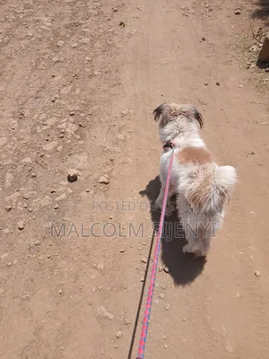 1+ year Male Purebred Maltese