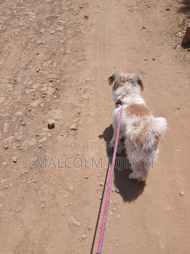 1+ year Male Purebred Maltese - thumbnail 3