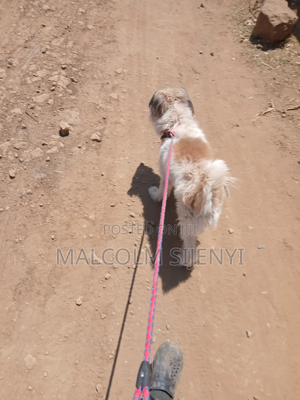 1+ year Male Purebred Maltese