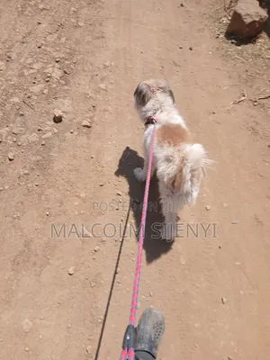 1+ year Male Purebred Maltese