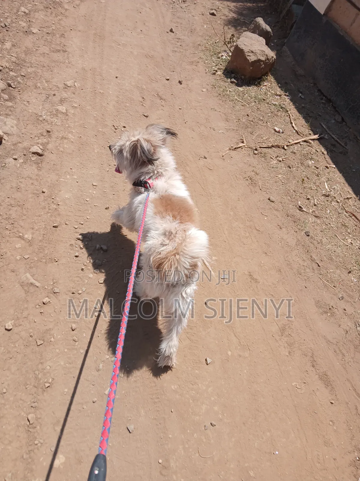 1+ year Male Purebred Maltese