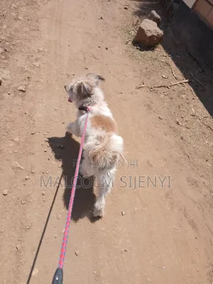 1+ year Male Purebred Maltese