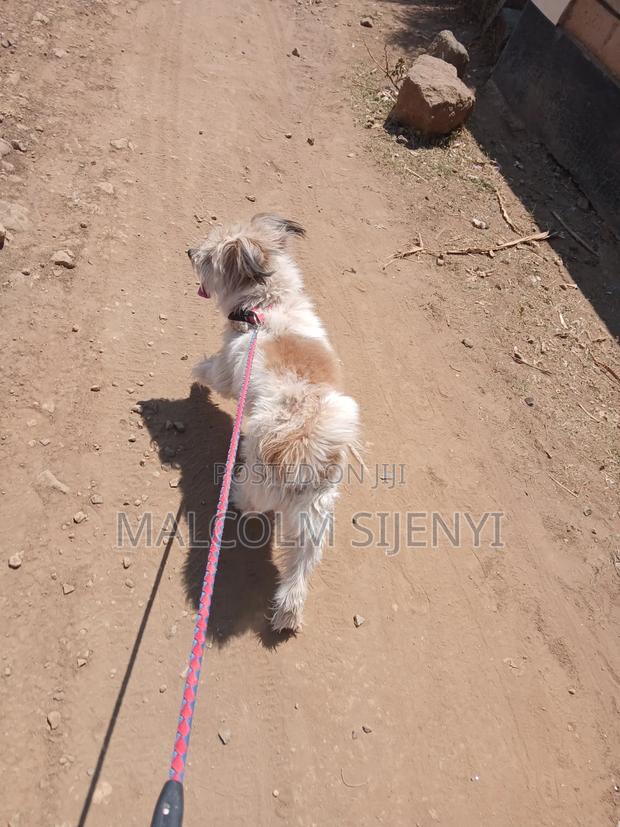 1+ year Male Purebred Maltese - thumbnail 5