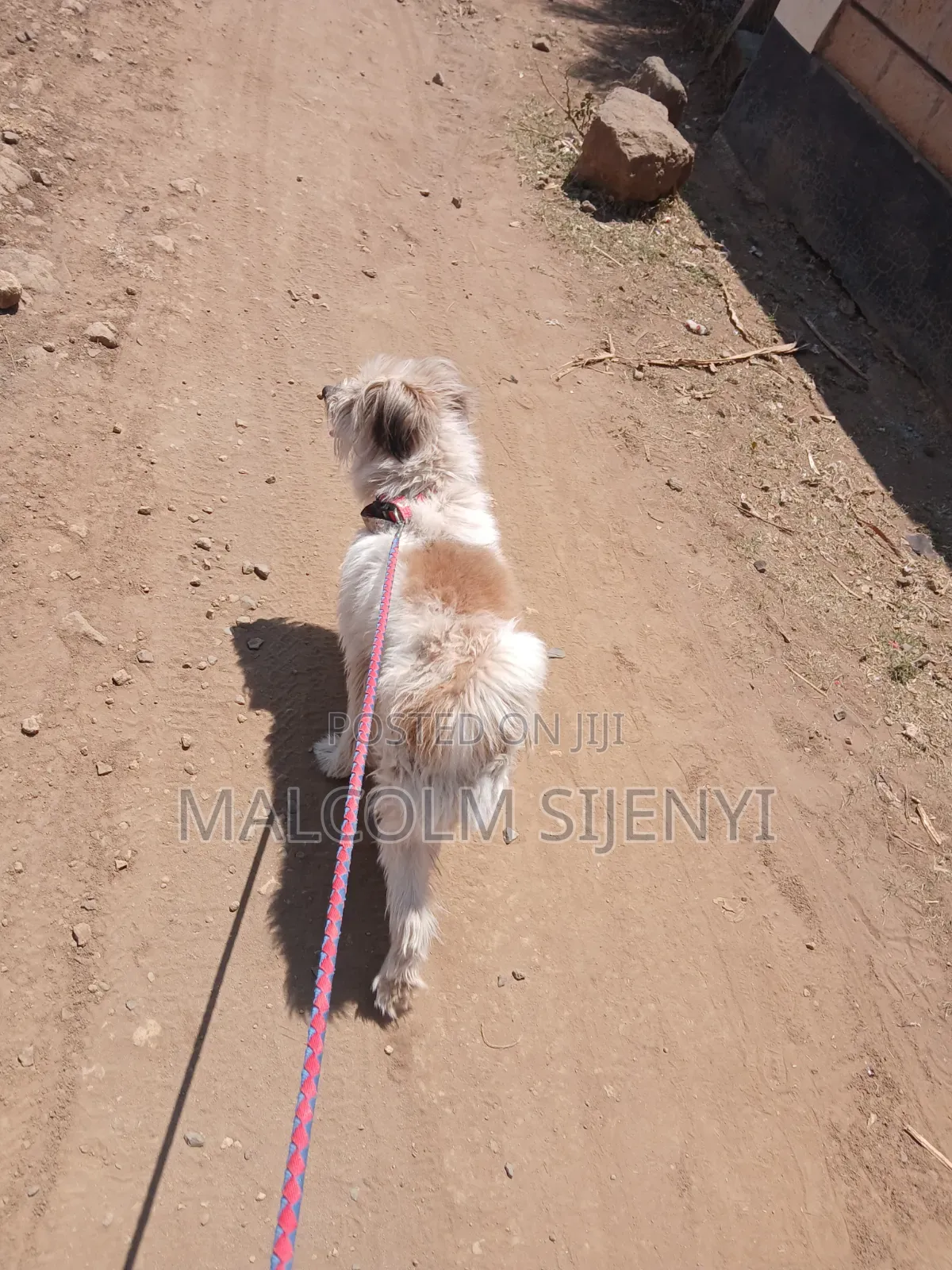1+ year Male Purebred Maltese