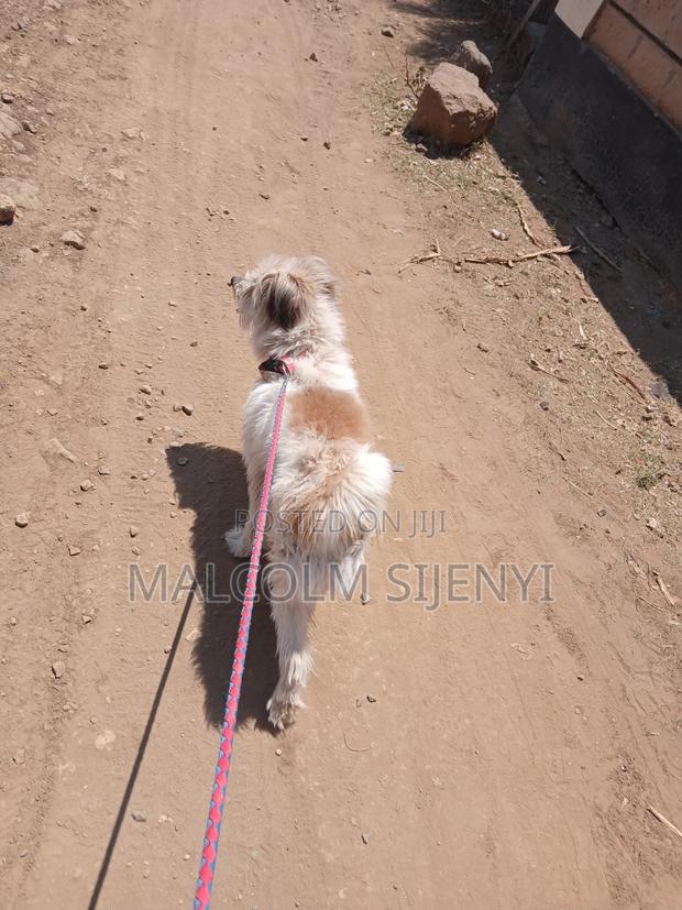 1+ year Male Purebred Maltese - thumbnail 6