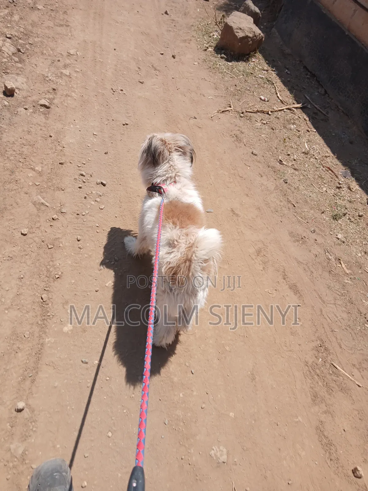 1+ year Male Purebred Maltese