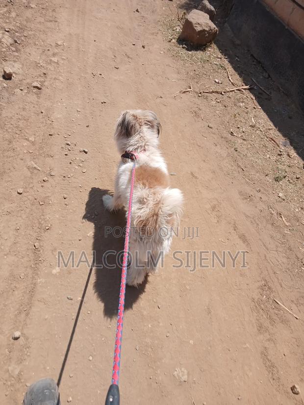 1+ year Male Purebred Maltese - thumbnail 7