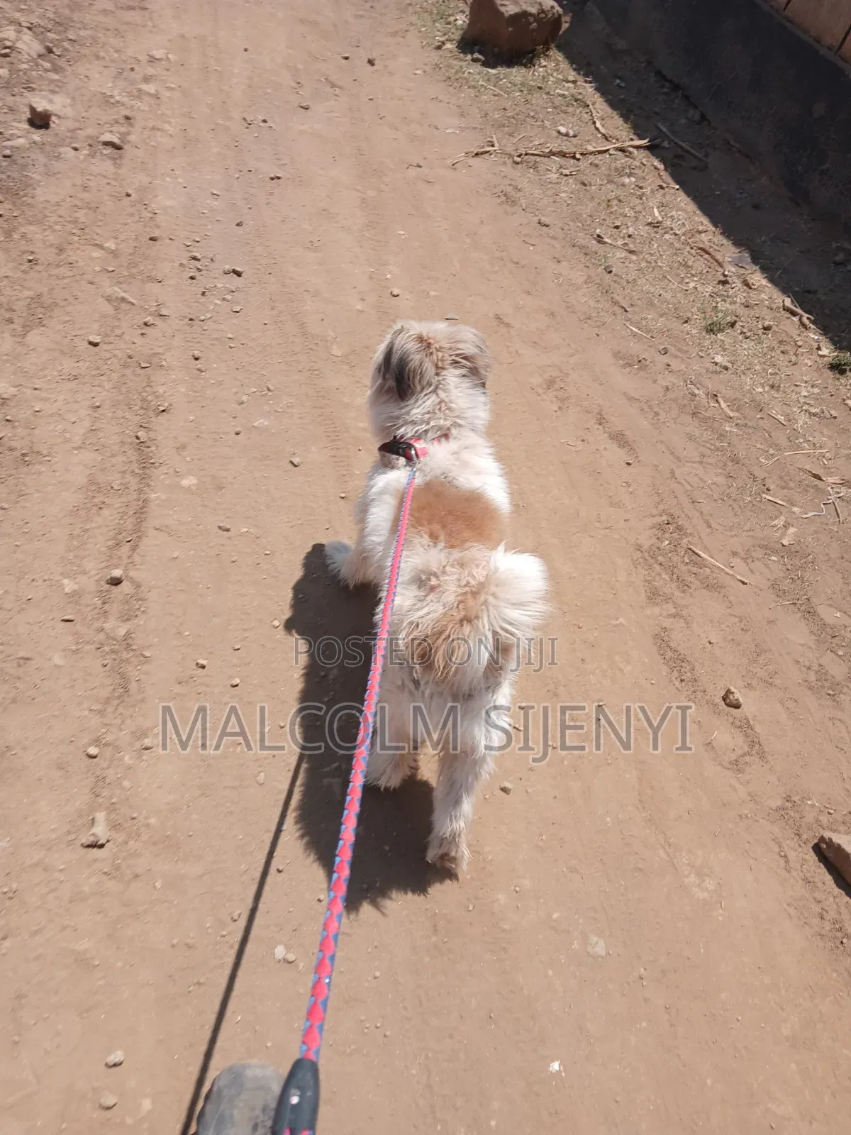 1+ year Male Purebred Maltese