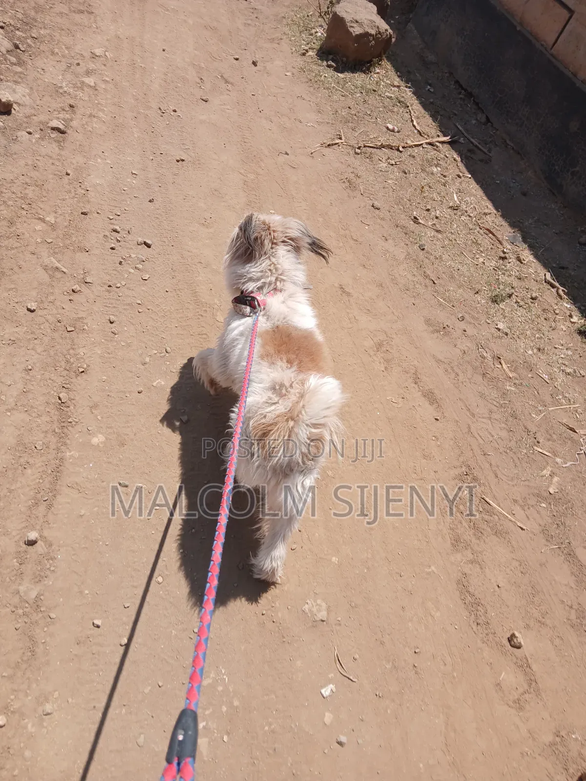 1+ year Male Purebred Maltese