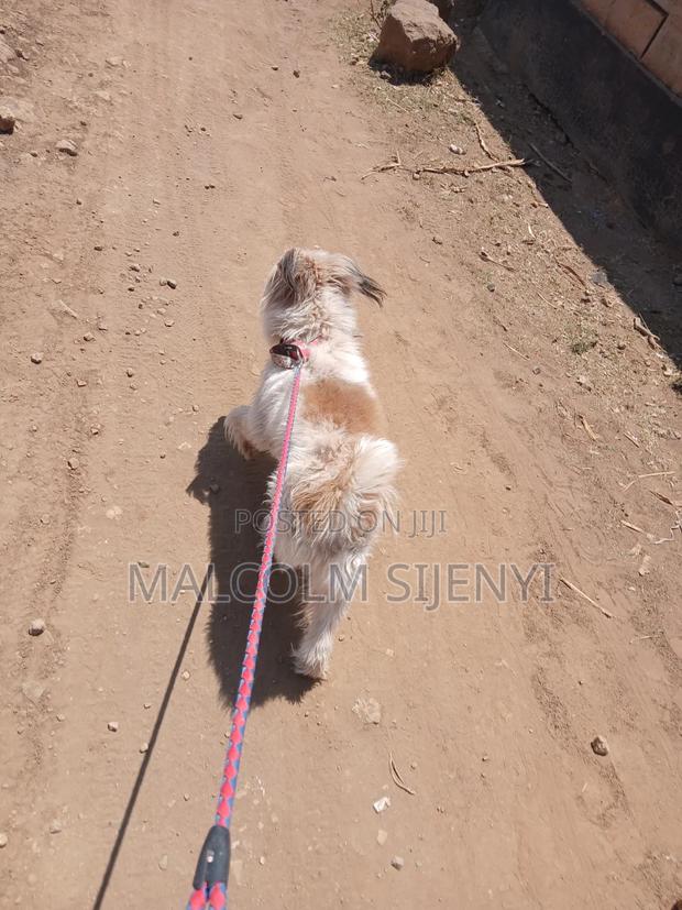 1+ year Male Purebred Maltese - thumbnail 9