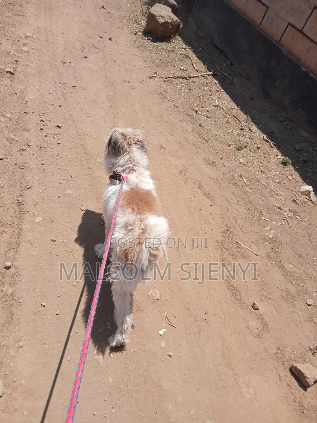 1+ year Male Purebred Maltese