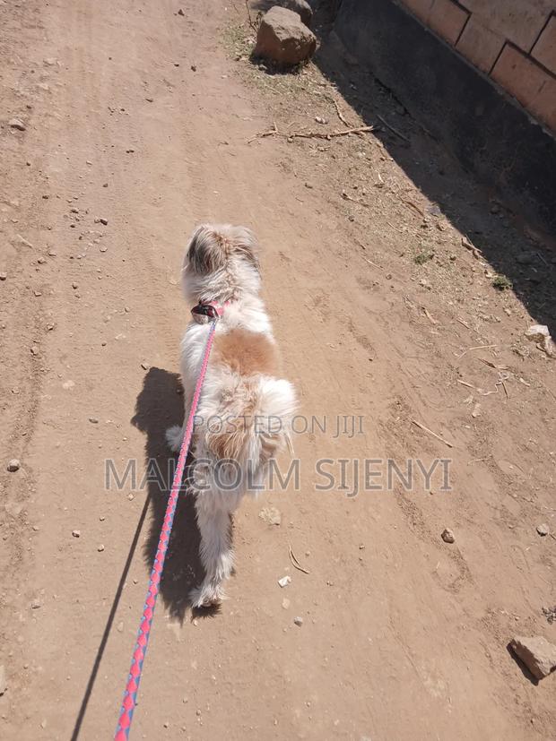 1+ year Male Purebred Maltese - thumbnail 10