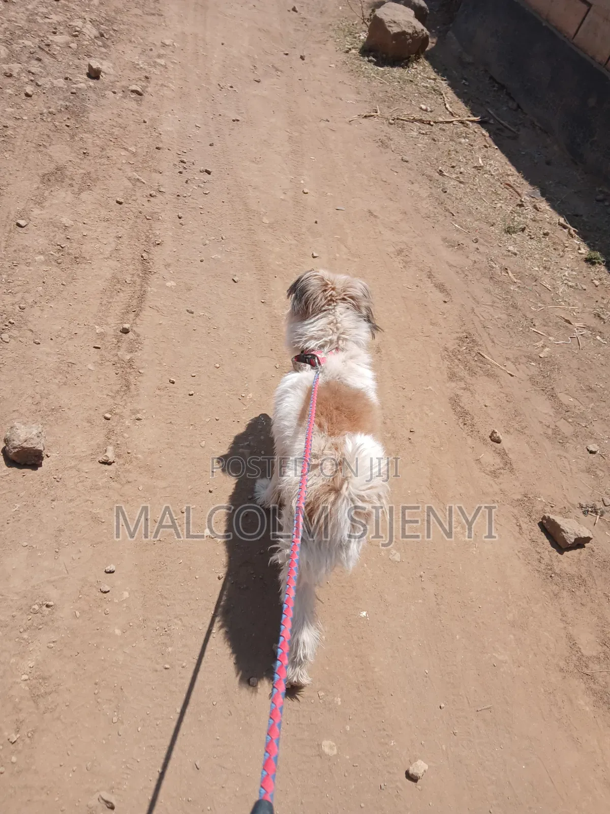 1+ year Male Purebred Maltese
