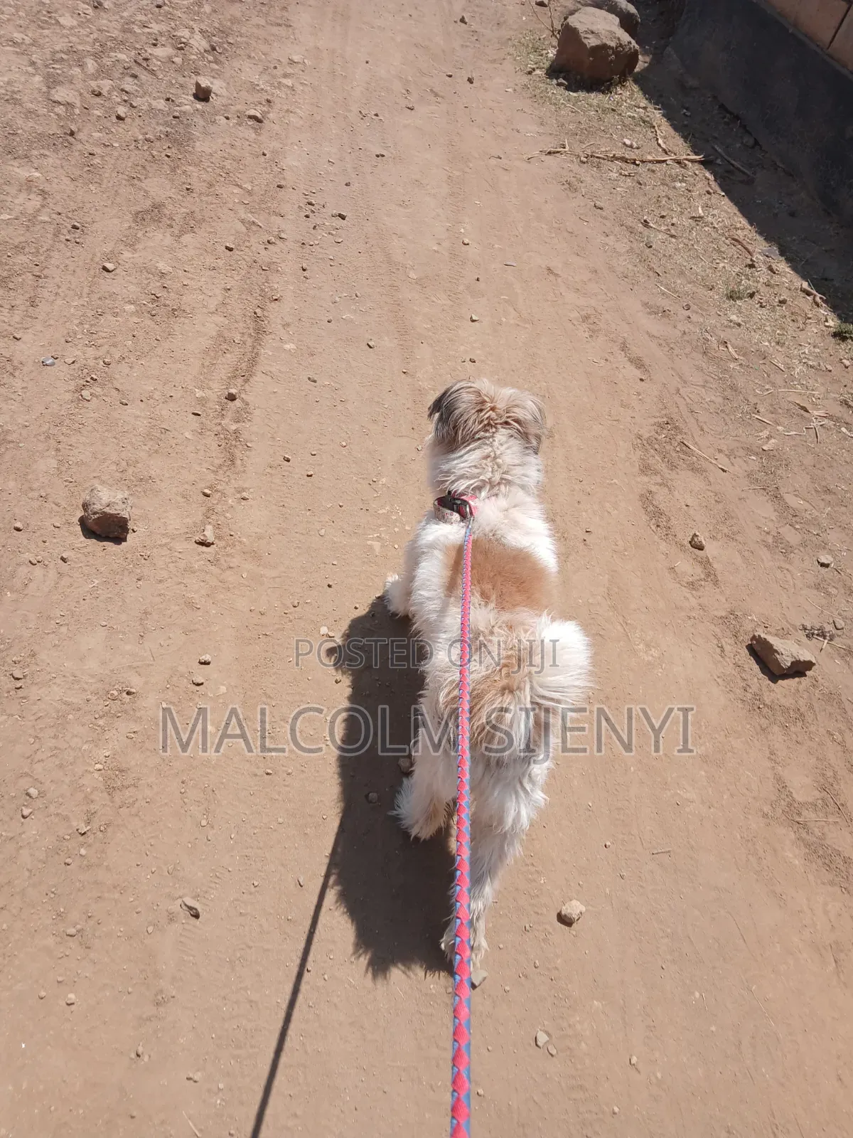 1+ year Male Purebred Maltese