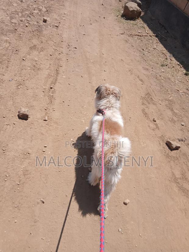 1+ year Male Purebred Maltese - thumbnail 12