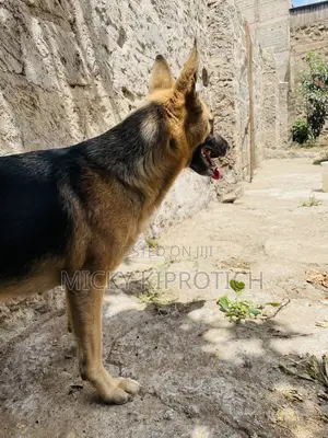 1+ year Female Purebred German Shepherd