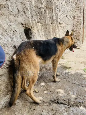 1+ year Female Purebred German Shepherd